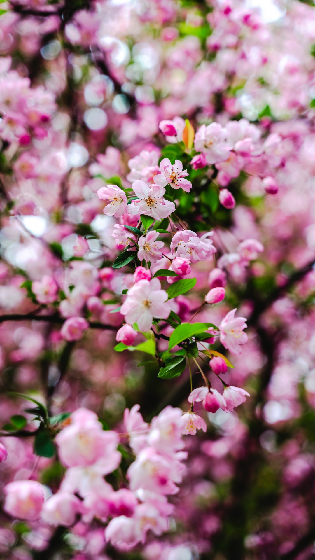 Cherry blossom Wallpaper 4K, Pink flowers, Cherry bloom